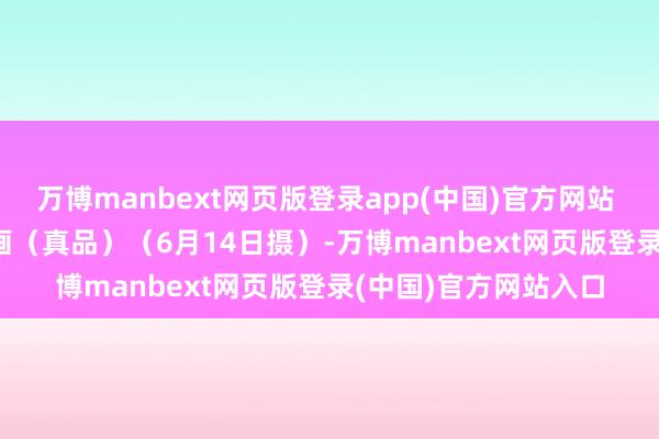 万博manbext网页版登录app(中国)官方网站    这是辛追墓T形帛画（真品）（6月14日摄）-万博manbext网页版登录(中国)官方网站入口